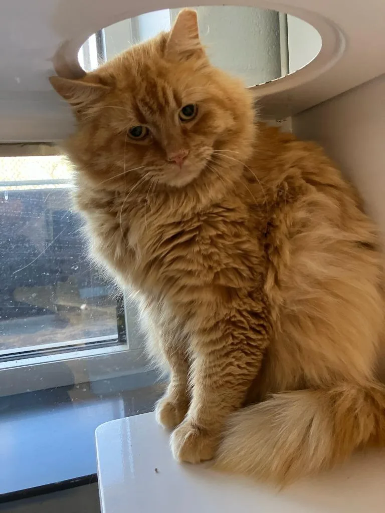 A young large-sized male Domestic Short Hair cat named Eeyore for adoption in Mustang, OK