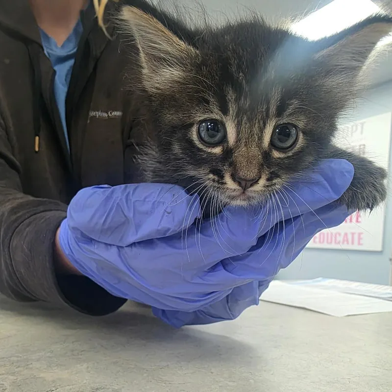 A baby small-sized male Black Domestic Short Hair cat named Harbor for adoption in Duncan, OK