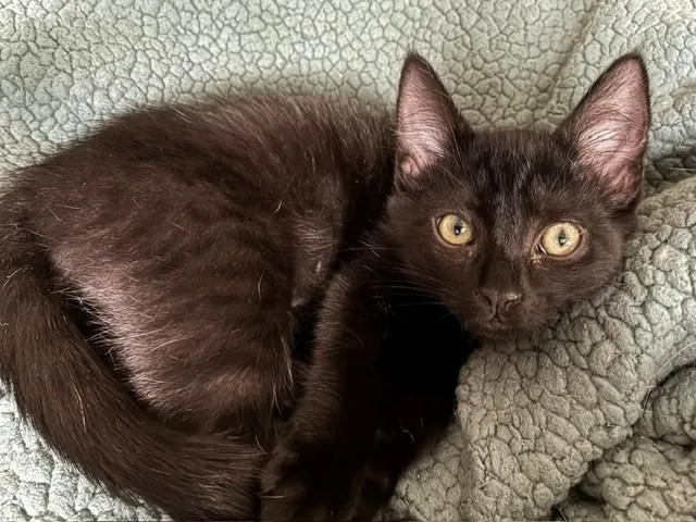 A baby medium-sized female Black Domestic Short Hair cat named Nina for adoption in Anchorage, AK
