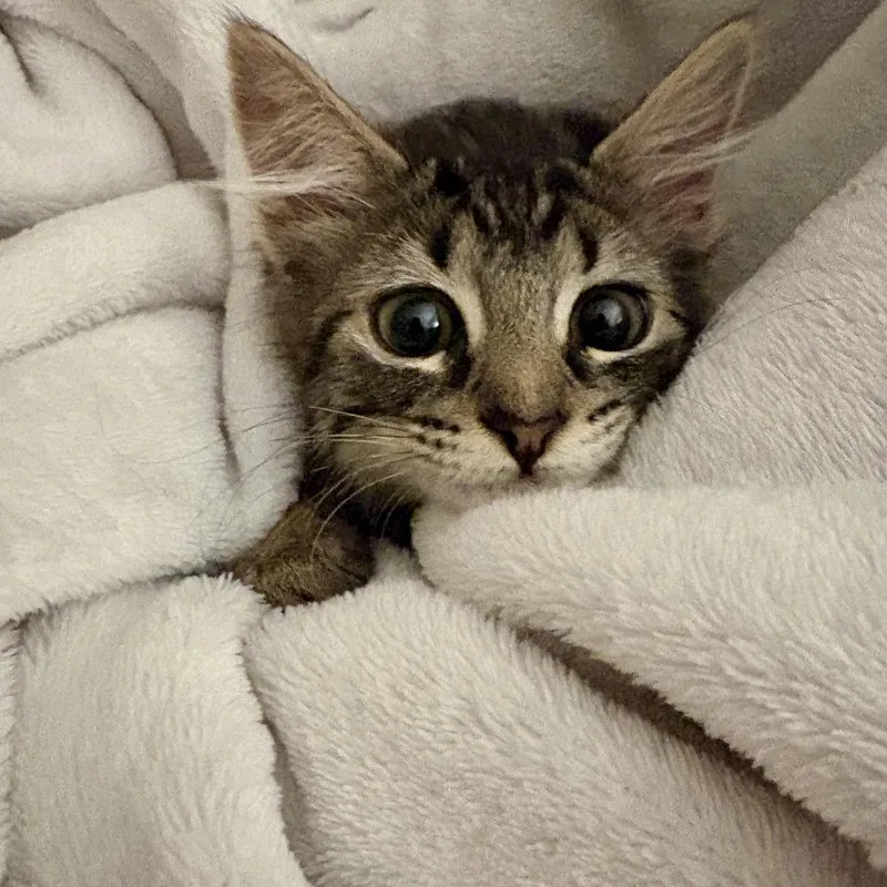 A baby small-sized female Gray / Blue / Silver Domestic Short Hair cat named Autumn for adoption in West Palm Beach, FL