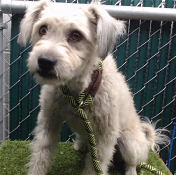 A young medium-sized female Maltese dog named Ellie for adoption in Downey, CA