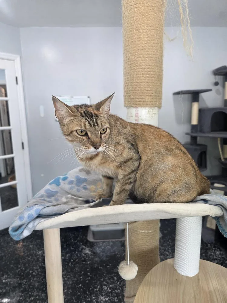 A young small-sized female Domestic Short Hair cat named Flamingo for adoption in Lewisburg, TN