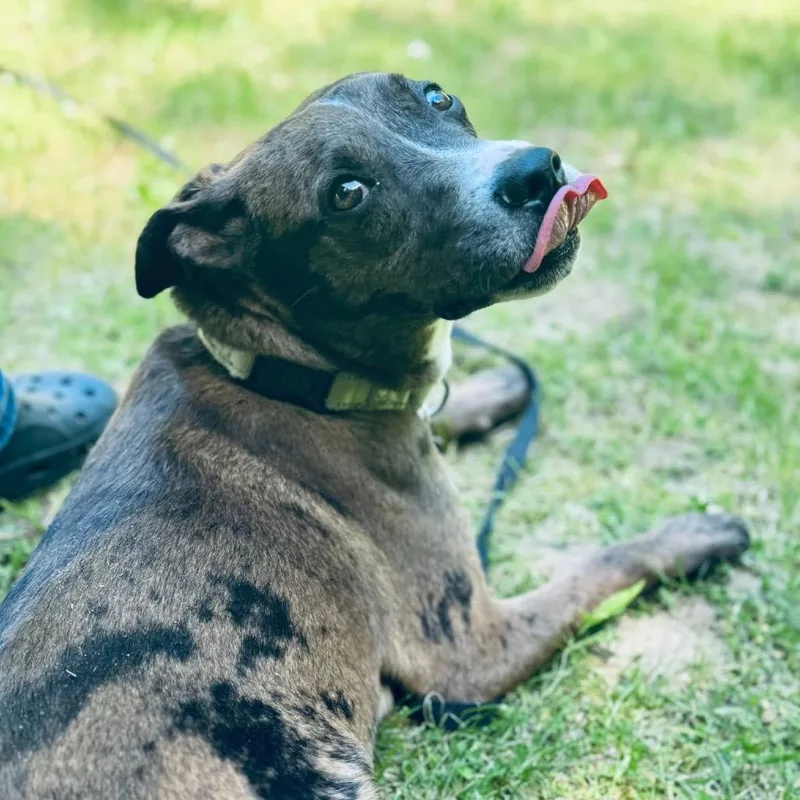 An adult medium-sized male Mixed Breed dog named Creed for adoption in Oxford, ME