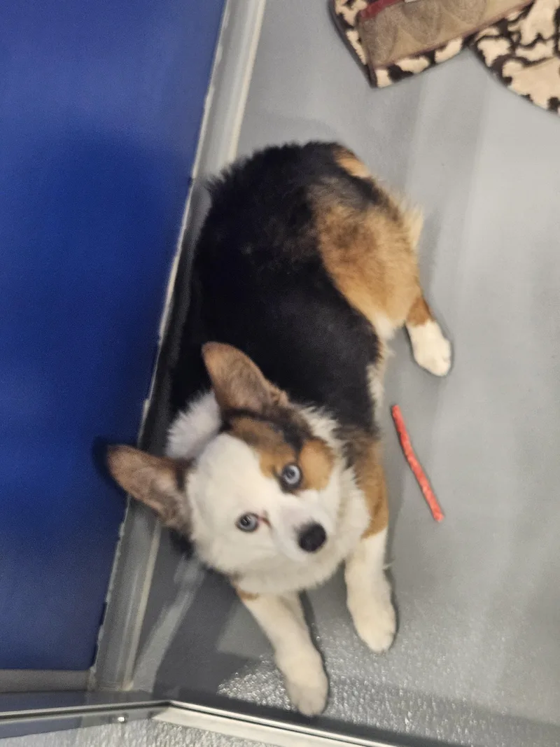Milo