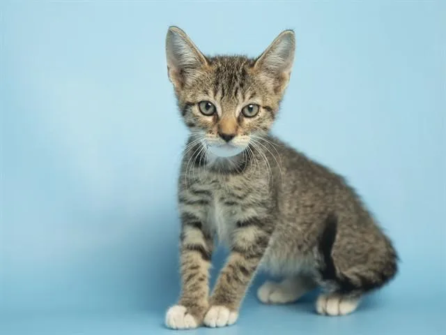 A baby small-sized female Domestic Short Hair cat named Frito for adoption in Phoenix, AZ