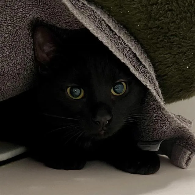 A young small-sized female Domestic Short Hair cat named Maggie for adoption in Methuen, MA