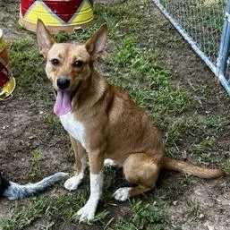 An adult small-sized female Mixed Breed dog named Brinley for adoption in Poplar Bluff, MO