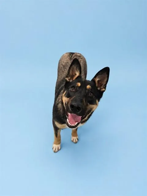 A young medium-sized male German Shepherd Dog dog named Jaden for adoption in Westminster, MD