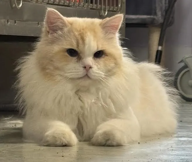 Butter Crunch thumbnail 2