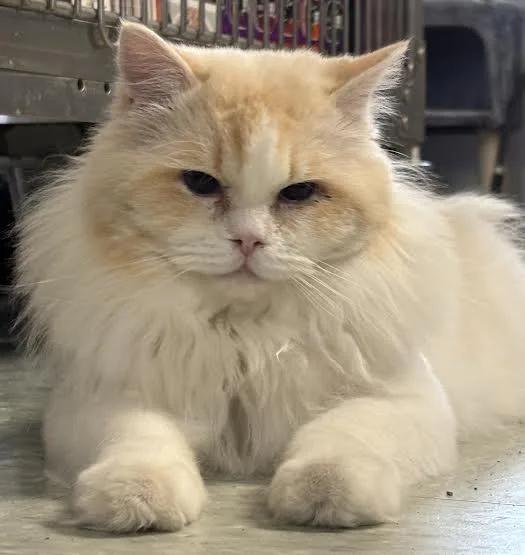 An adult medium-sized male Flame Point Himalayan cat named Butter Crunch for adoption in Marblehead, MA