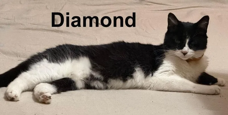 An adult medium-sized female Black & White / Tuxedo Domestic Short Hair cat named Diamond Benn. for adoption in Stowe, PA