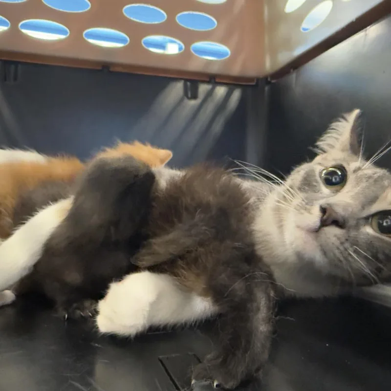 An adult medium-sized female Calico Domestic Medium Hair cat named Scarlett for adoption in Montgomery, AL