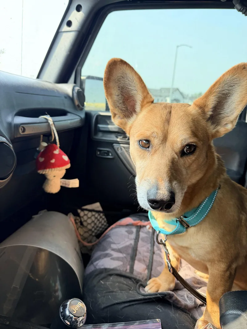 An adult medium-sized male Corgi dog named Sweet Sparrow for adoption in Polson, MT