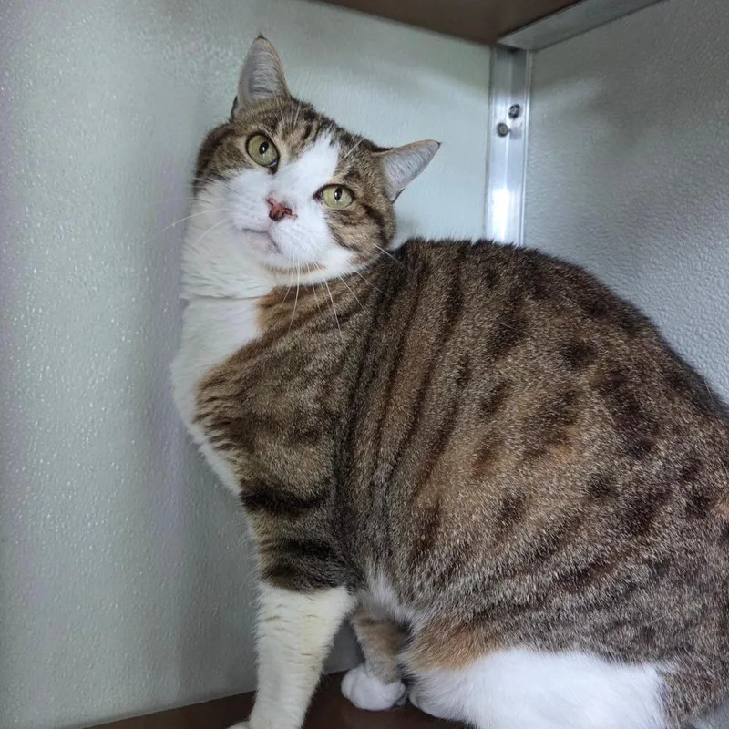 A senior small-sized female Brown / Chocolate Domestic Short Hair cat named Nutmeg for adoption in Chattanooga, TN