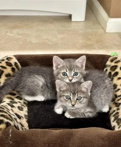 A baby small-sized female Domestic Short Hair cat named Arrow for adoption in Roseville, CA