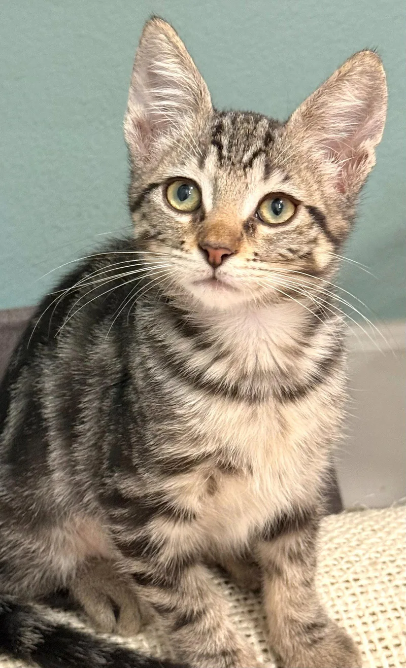 A baby medium-sized male Brown / Chocolate Domestic Short Hair cat named Fate for adoption in Oviedo, FL