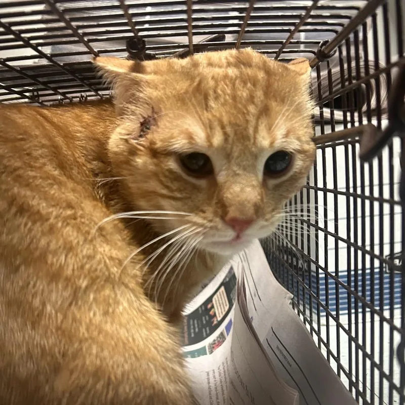 An adult medium-sized male Orange / Red Domestic Short Hair cat named Orangey Buddy for adoption in Philadelphia, PA