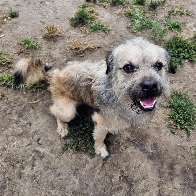 An adult medium-sized male Border Terrier dog named Robbie for adoption in Camarillo, CA