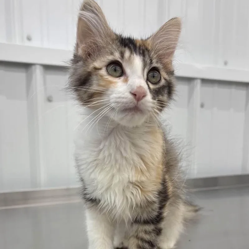 A baby medium-sized female Calico Domestic Long Hair cat named Astra for adoption in Richmond, MO