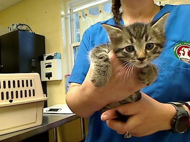 A baby medium-sized male Domestic Short Hair cat named Bylaw for adoption in Cookeville, TN
