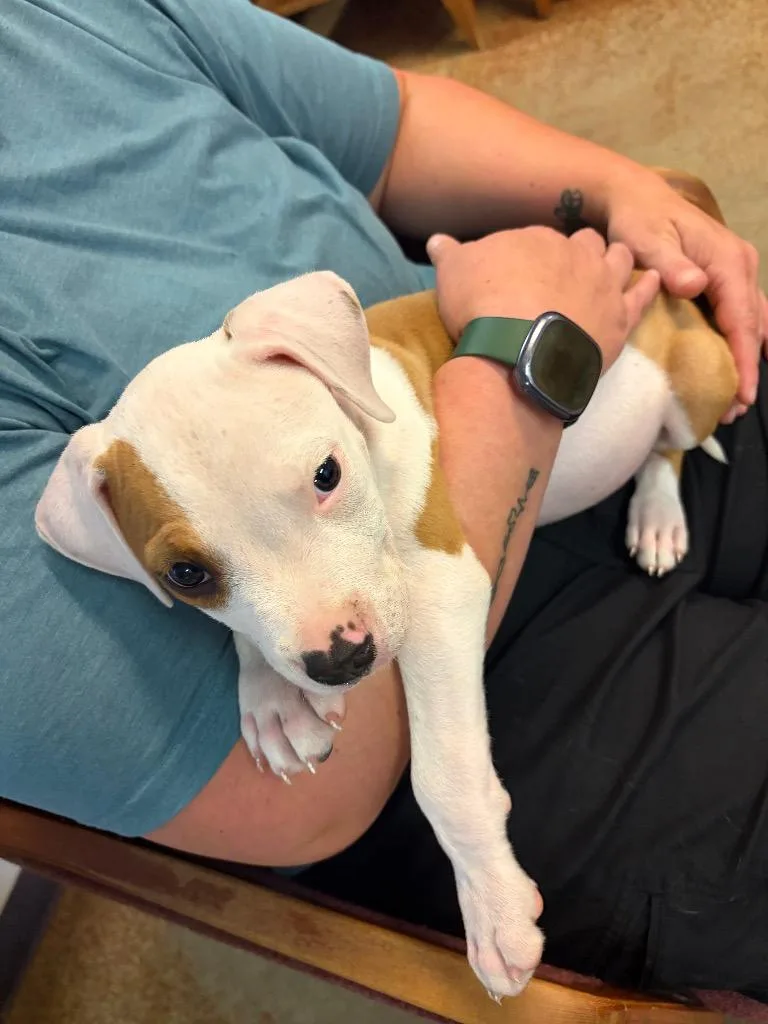 A baby small-sized male Pit Bull Terrier dog named Hiccup for adoption in Brownwood, TX