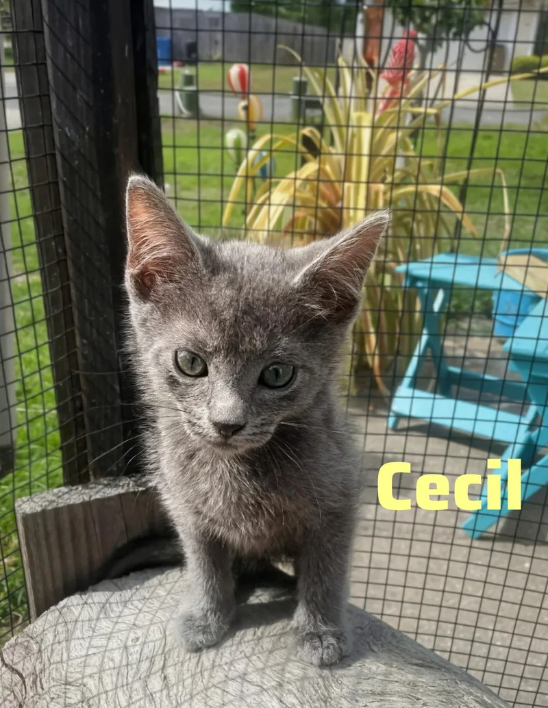 Cecil