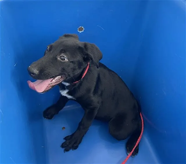 A baby large-sized female Mixed Breed dog named Grace for adoption in Dallas, TX