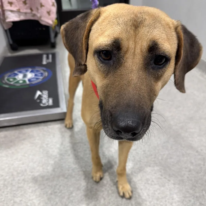 An adult medium-sized female Yellow / Tan / Blond / Fawn Terrier dog named Wendy for adoption in Tampa, FL