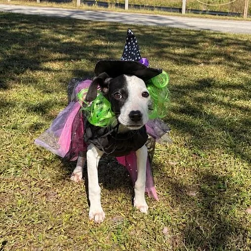 A baby small-sized female Rat Terrier dog named Misty for adoption in Valdosta, GA