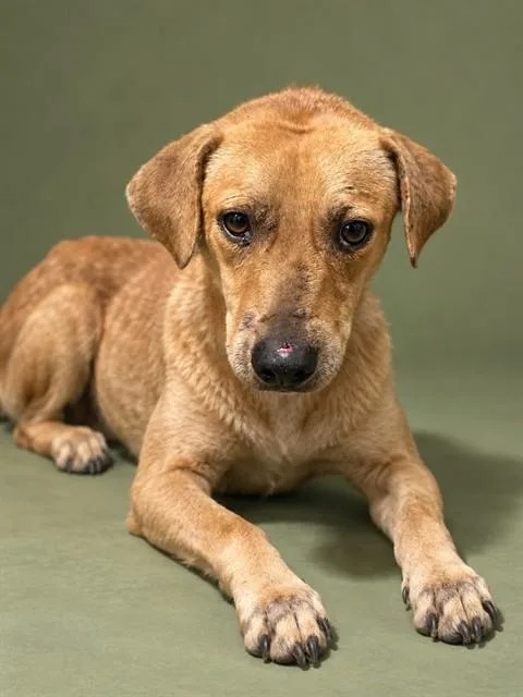 A young medium-sized male Mixed Breed dog named Mercutio for adoption in Jacksonville, FL