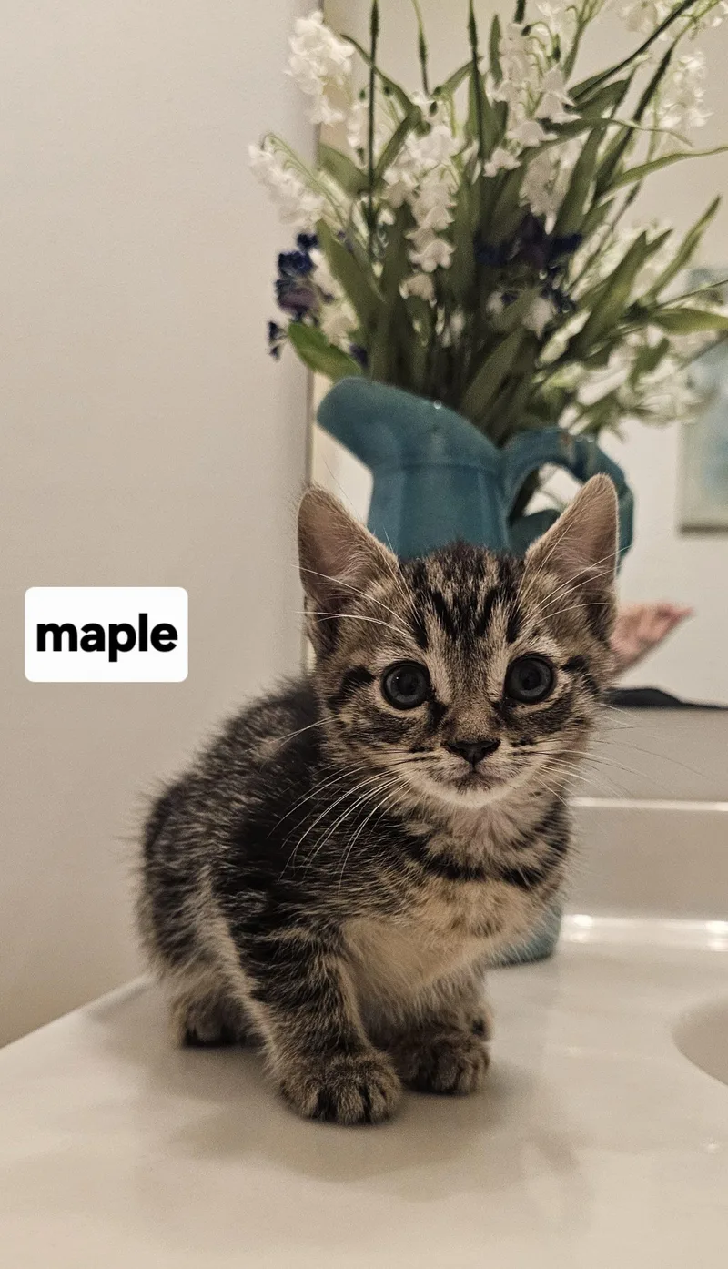 A baby small-sized female Tabby (Gray / Blue / Silver) Domestic Short Hair cat named Maple Tabby Black Swirl for adoption in Seven Valleys, PA