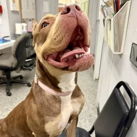 A baby medium-sized female Pit Bull Terrier dog named Aurelia for adoption in Cranston, RI
