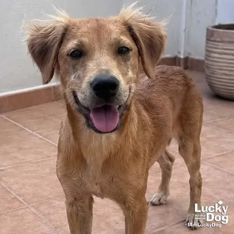 A baby medium-sized male Labrador Retriever dog named Willy Wonka for adoption in Washington, DC