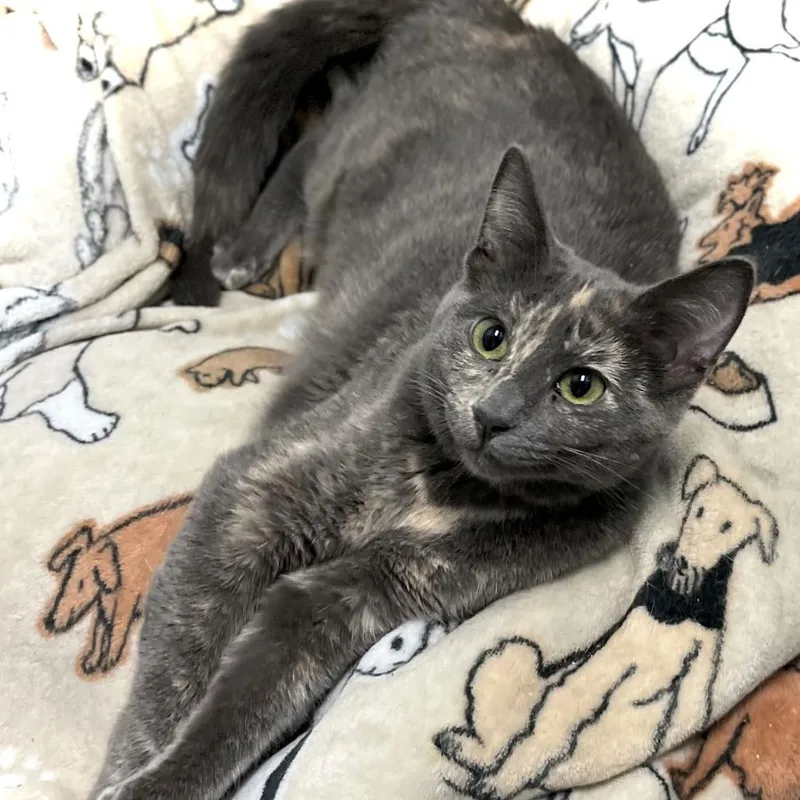 A young medium-sized female Gray / Blue / Silver Domestic Short Hair cat named Retta for adoption in Inver Grove Heights, MN