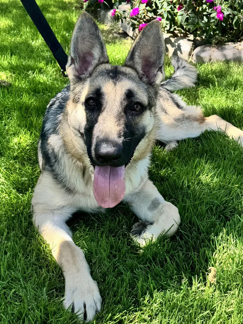 A young large-sized female Bicolor German Shepherd Dog dog named Ella for adoption in Newport Beach, CA