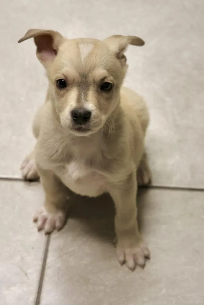 A baby small-sized female White / Cream Mixed Breed dog named Tofu for adoption in TUCSON, AZ