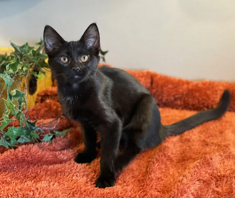A baby medium-sized female Black Domestic Short Hair cat named Luna for adoption in Taylor, MI