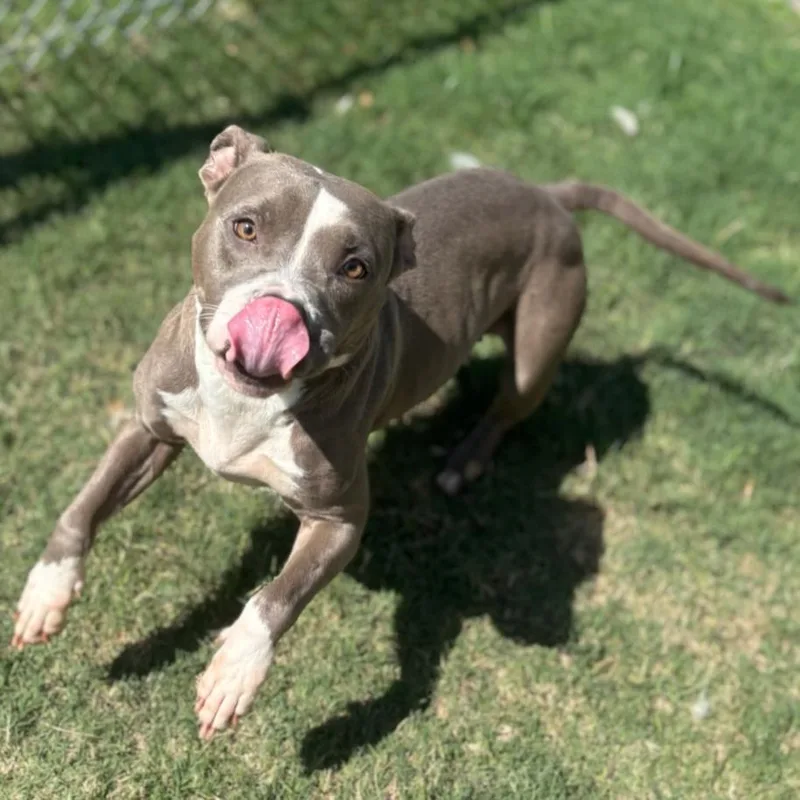An adult medium-sized female Pit Bull Terrier dog named Macadamia for adoption in Texas City, TX