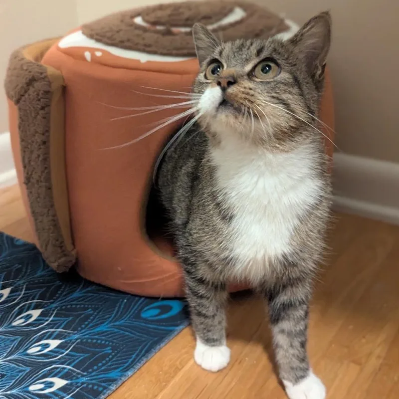 An adult medium-sized female Tabby (Brown / Chocolate) Domestic Short Hair cat named Dolly for adoption in Milwaukee, WI