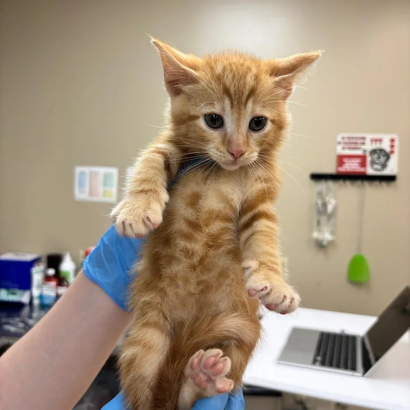 A baby small-sized female Orange / Red Domestic Short Hair cat named Gussie for adoption in Birmingham, AL