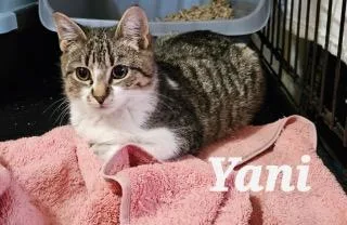Yani thumbnail 5