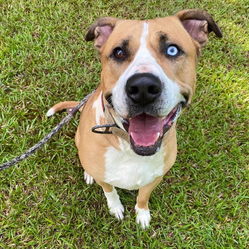 An adult large-sized male Yellow / Tan / Blond / Fawn American Bulldog dog named Bull for adoption in Monroe, GA