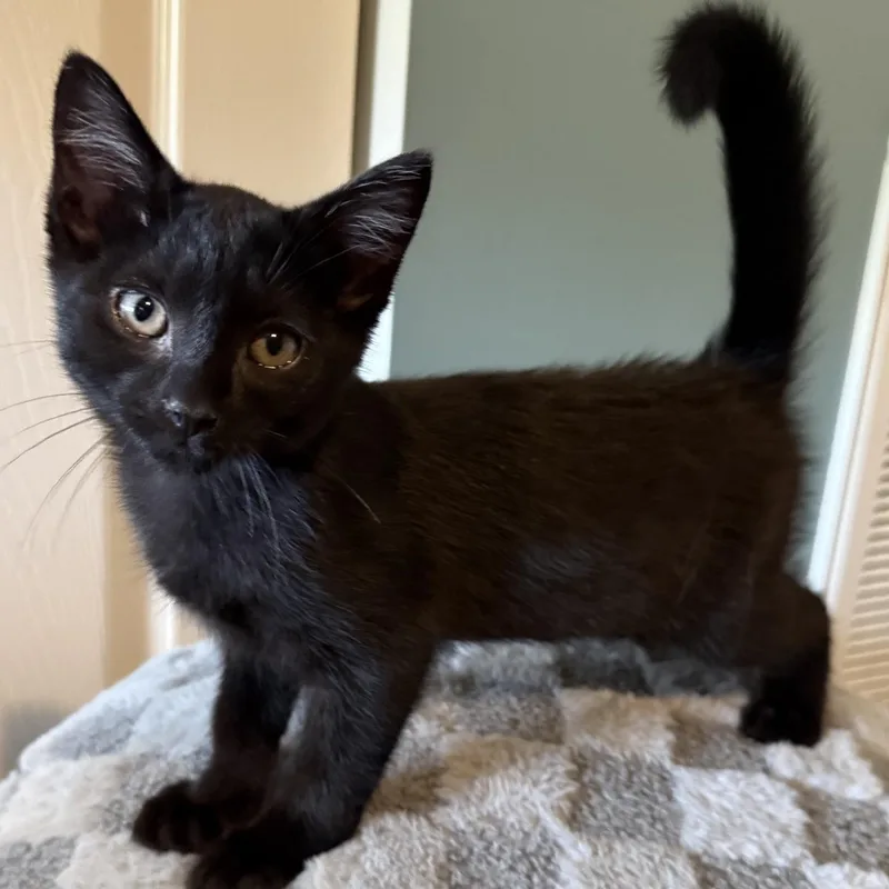 A baby medium-sized male Black Domestic Short Hair cat named Sparkle for adoption in Johnson City, TN
