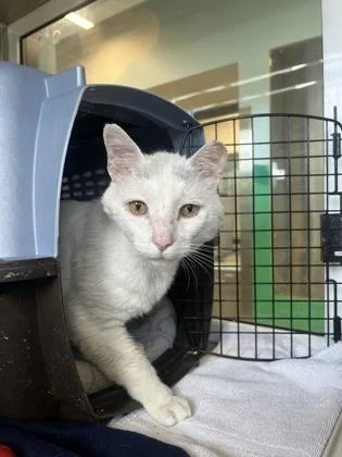 An adult medium-sized male White Domestic Short Hair cat named Dexter for adoption in Kansas City, MO