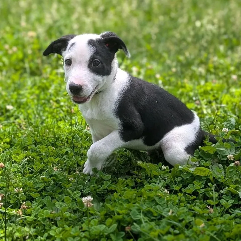 A baby medium-sized male White / Cream Terrier dog named Cash for adoption in La Grange, KY