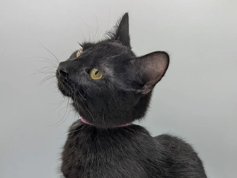 A baby small-sized female Domestic Short Hair cat named Kit for adoption in Powell, OH