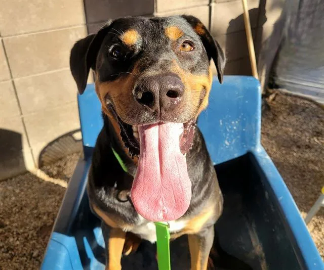 An adult medium-sized male Rottweiler dog named Scoobydoo for adoption in Tucson, AZ