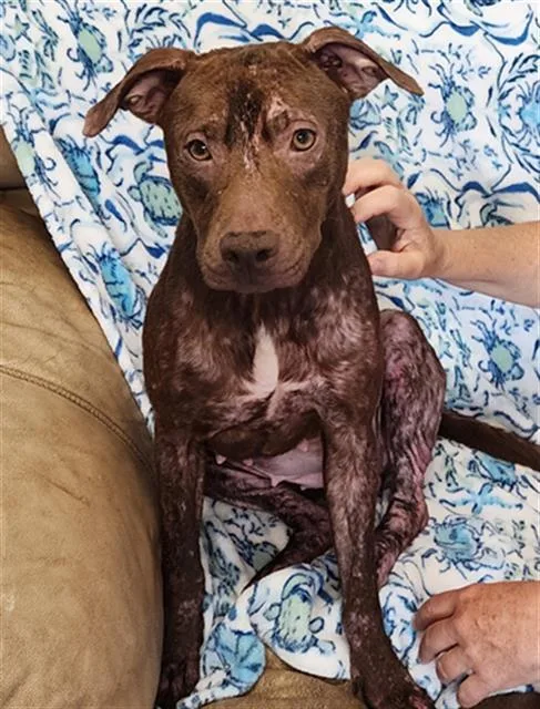 A young medium-sized female Labrador Retriever dog named Kelly for adoption in Brunswick, GA