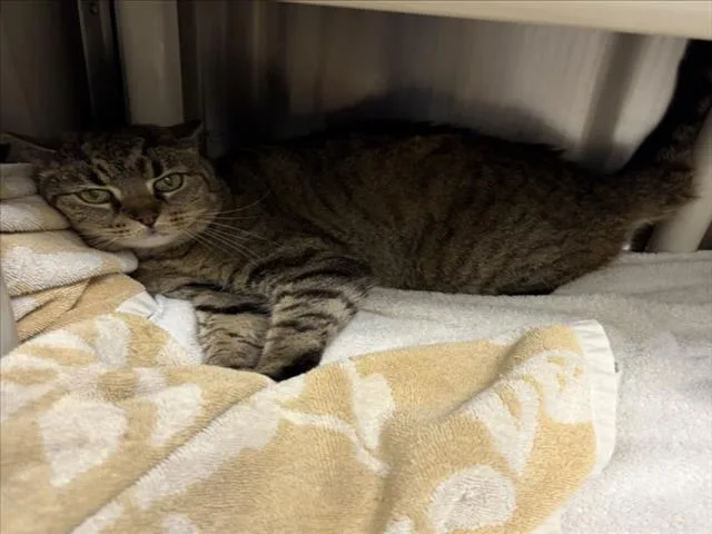 A senior medium-sized female Domestic Short Hair cat named Emilie for adoption in Derwood, MD