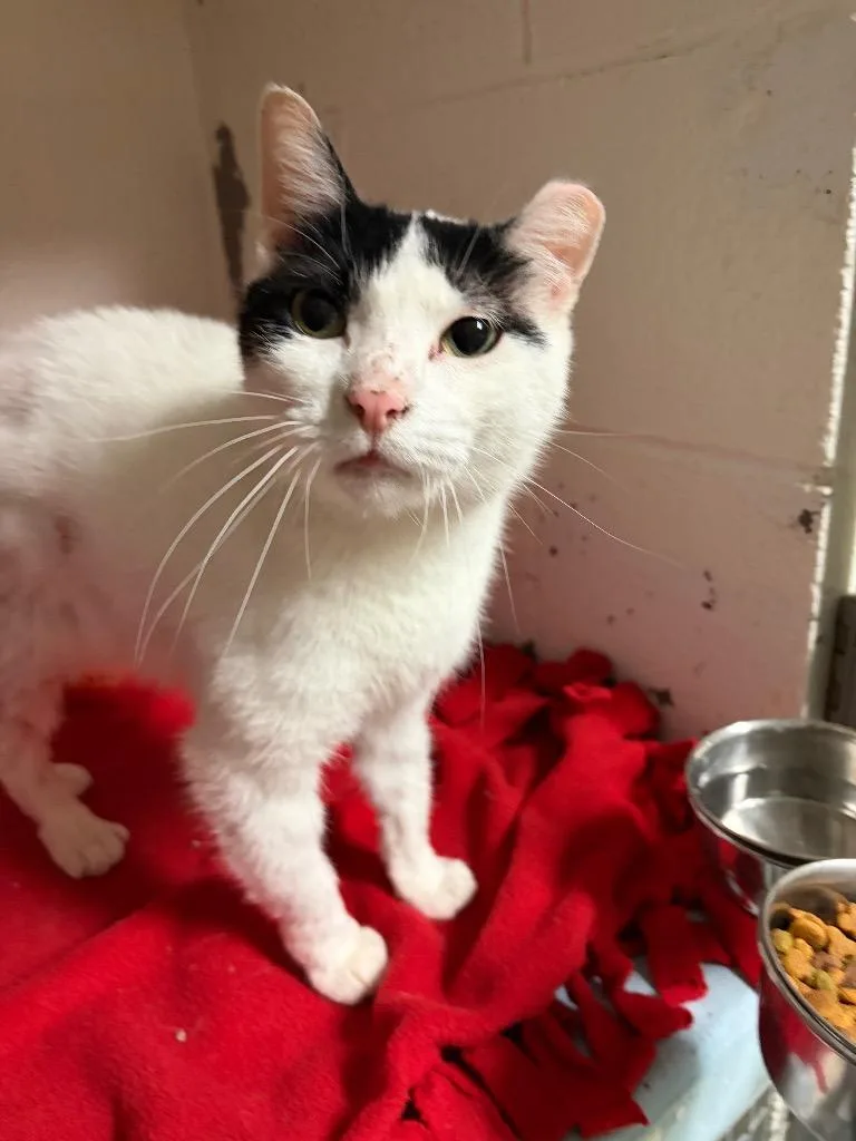 An adult medium-sized female Domestic Short Hair cat named Cookie Crisp for adoption in Ada, OK